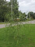 Fast-Growing-Trees.com Weeping Willow Review