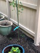Fast-Growing-Trees.com Lombardy Poplar Tree Review
