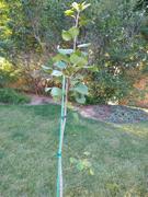 Fast-Growing-Trees.com Quaking Aspen Tree Review