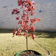 Fast-Growing-Trees.com October Glory Red Maple Tree Review