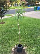Fast-Growing-Trees.com Kwanzan Cherry Tree Review