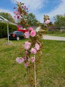 Fast-Growing-Trees.com Kwanzan Cherry Tree Review
