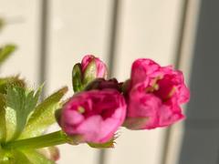 Fast-Growing-Trees.com Kwanzan Cherry Tree Review