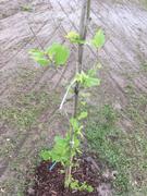 Fast-Growing-Trees.com American Sycamore Tree Review