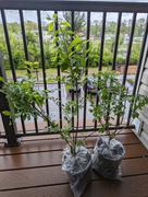 Fast-Growing-Trees.com Tifblue Blueberry Bush Review