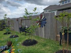 Fast-Growing-Trees.com Muskogee Crape Myrtle Tree Review