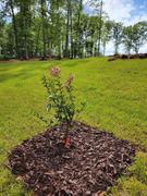 Fast-Growing-Trees.com Pink Velour Crape Myrtle Review