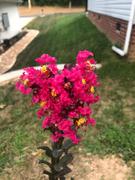 Fast-Growing-Trees.com Pink Velour Crape Myrtle Review