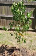Fast-Growing-Trees.com Granny Smith Apple Tree Review