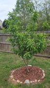 Fast-Growing-Trees.com Elberta Peach Tree Review