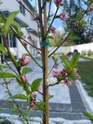 Fast-Growing-Trees.com Red Haven Peach Tree Review