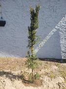 Fast-Growing-Trees.com Italian Cypress Review