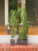 Fast-Growing-Trees.com Leyland Cypress Tree Review