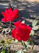 Fast-Growing-Trees.com Double Knock Out® Rose Review