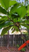 Fast-Growing-Trees.com Black Tartarian Cherry Tree Review