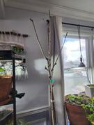 Fast-Growing-Trees.com Black Tartarian Cherry Tree Review
