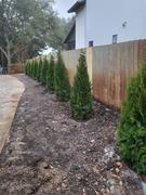 Fast-Growing-Trees.com Emerald Green Arborvitae Review