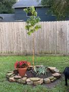 Fast-Growing-Trees.com Southern Red Oak Tree Review