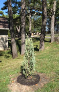 Fast-Growing-Trees.com Juniper 'Wichita Blue' Tree Review