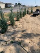 Fast-Growing-Trees.com Juniper 'Wichita Blue' Tree Review