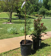 Fast-Growing-Trees.com Dynamite Crape Myrtle Review