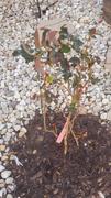 Fast-Growing-Trees.com Dynamite Crape Myrtle Review
