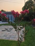 Fast-Growing-Trees.com Tuscarora Crape Myrtle Review