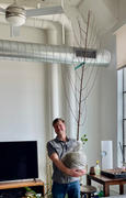 Fast-Growing-Trees.com Contender Peach Tree Review