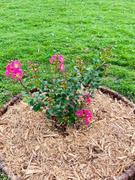 Fast-Growing-Trees.com Black Diamond® Crape Myrtle - Best Red™ Review