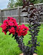 Fast-Growing-Trees.com Black Diamond® Crape Myrtle - Best Red™ Review