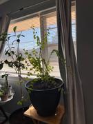 Fast-Growing-Trees.com Goji Berry Review