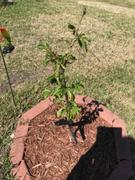 Fast-Growing-Trees.com Bing Cherry Tree Review