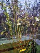 Fast-Growing-Trees.com Bing Cherry Tree Review