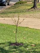Fast-Growing-Trees.com Bing Cherry Tree Review