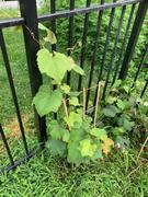 Fast-Growing-Trees.com Concord Grape Review