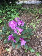 Fast-Growing-Trees.com Lavender Rhododendron Shrub Review