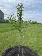 Fast-Growing-Trees.com Cleveland Pear Tree Review