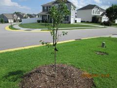 Fast-Growing-Trees.com Cleveland Pear Tree Review