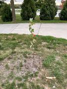 Fast-Growing-Trees.com Autumn Blaze® Red Maple Tree Review