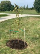 Fast-Growing-Trees.com Autumn Blaze® Red Maple Tree Review