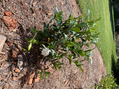 Fast-Growing-Trees.com August Beauty Gardenia Shrub Review
