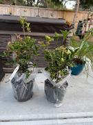 Fast-Growing-Trees.com Fragrant Tea Olive Tree Review