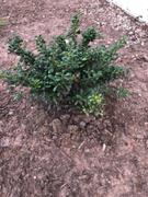 Fast-Growing-Trees.com Soft Touch Holly Shrub Review