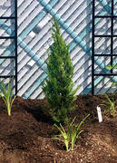 Fast-Growing-Trees.com Spartan Juniper Review