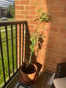 Fast-Growing-Trees.com Pink Variegated Eureka Lemon Tree Review