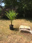 Fast-Growing-Trees.com Windmill Palm Tree Review