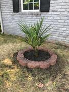 Fast-Growing-Trees.com Windmill Palm Tree Review