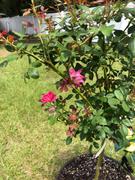 Fast-Growing-Trees.com Pink Knock Out® Rose Tree Review