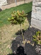 Fast-Growing-Trees.com Pink Knock Out® Rose Tree Review
