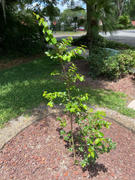 Fast-Growing-Trees.com Tonto Crape Myrtle Tree Review